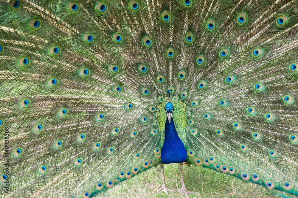Fototapeta premium Male Peacock Displays Bright Feathers