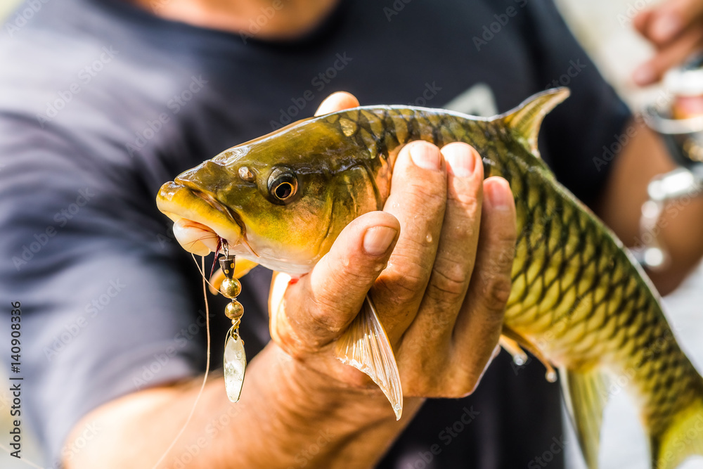 Fisherman holds Mahseer Barb fish with a lure in a mouth. Stock Photo |  Adobe Stock