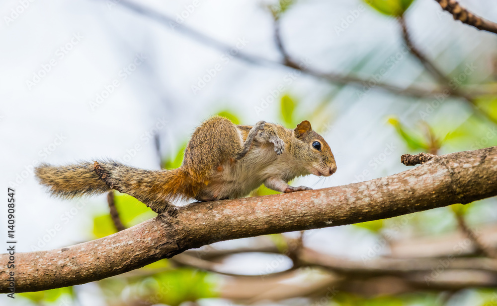Indian palm squirrel (Funambulus palmarum) scratching itself Indian palm squirrel (Funambulus palmarum) scratching itself