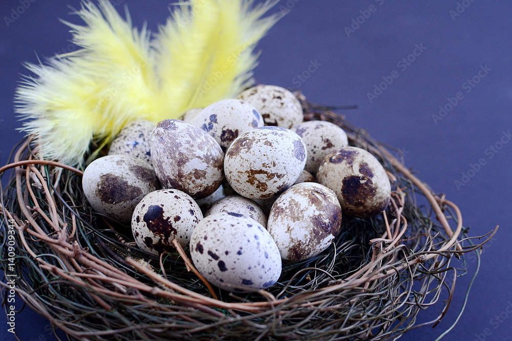 Obraz premium Quails eggs in nest on black background