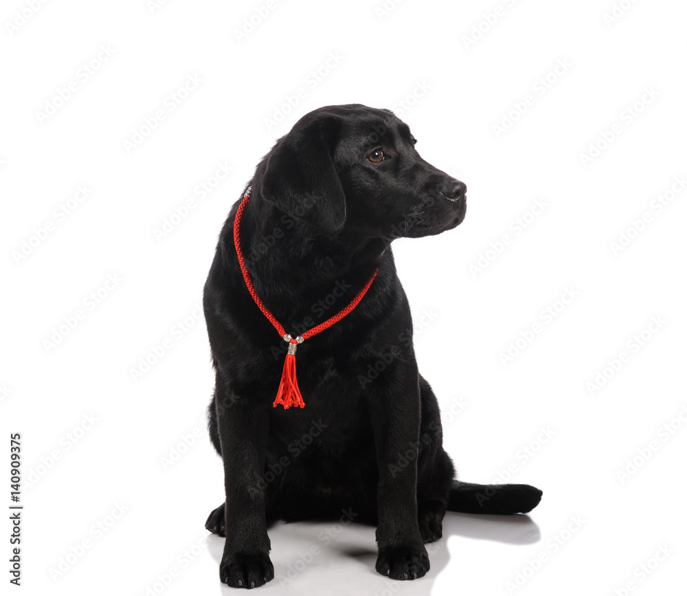 Black golden labrador retriever dog isolated on white background. Studio shot. Black golden labrador retriever dog isolated on white background. Studio shot.