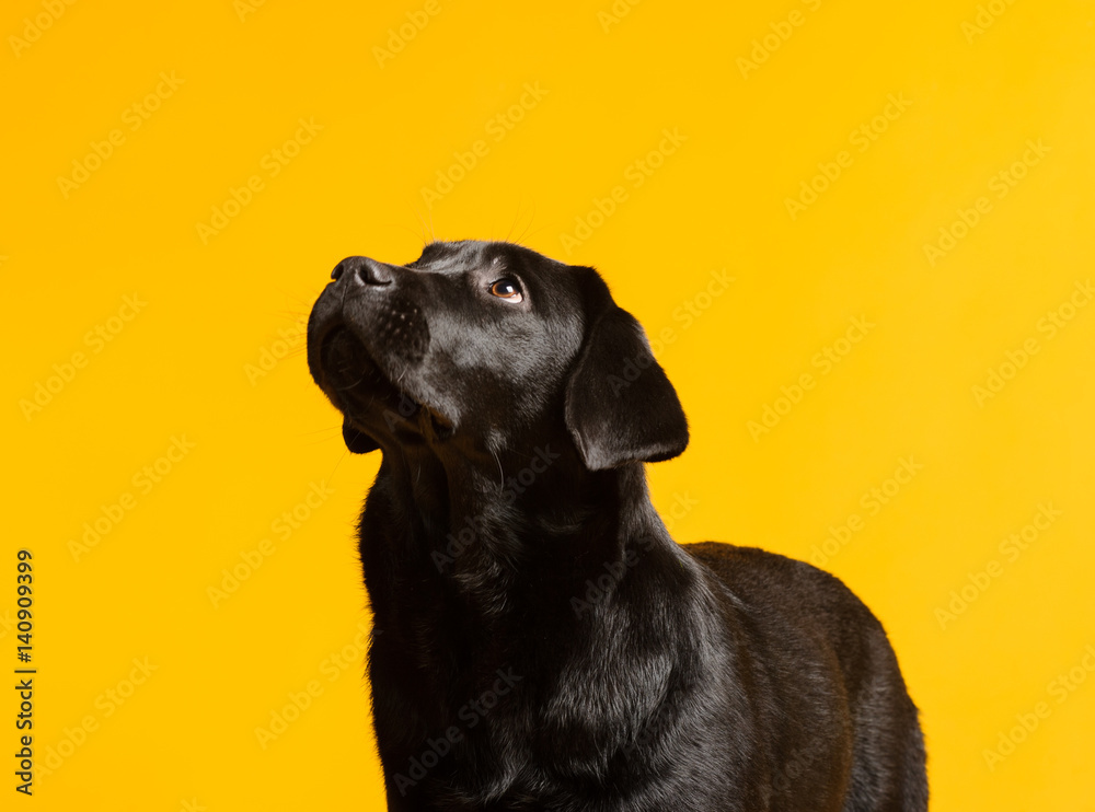 Black golden labrador retriever dog isolated on yellow background. Studio shot. - obrazy, fototapety, plakaty 