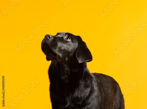 Black golden labrador retriever dog isolated on yellow background. Studio shot. photo