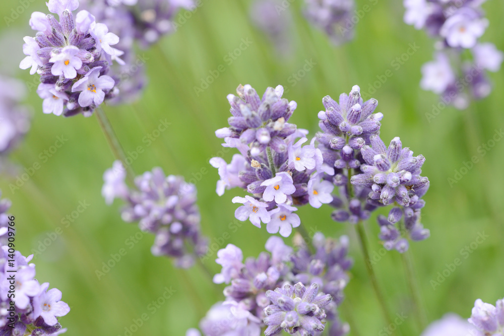lavender in the nature lavender in the nature