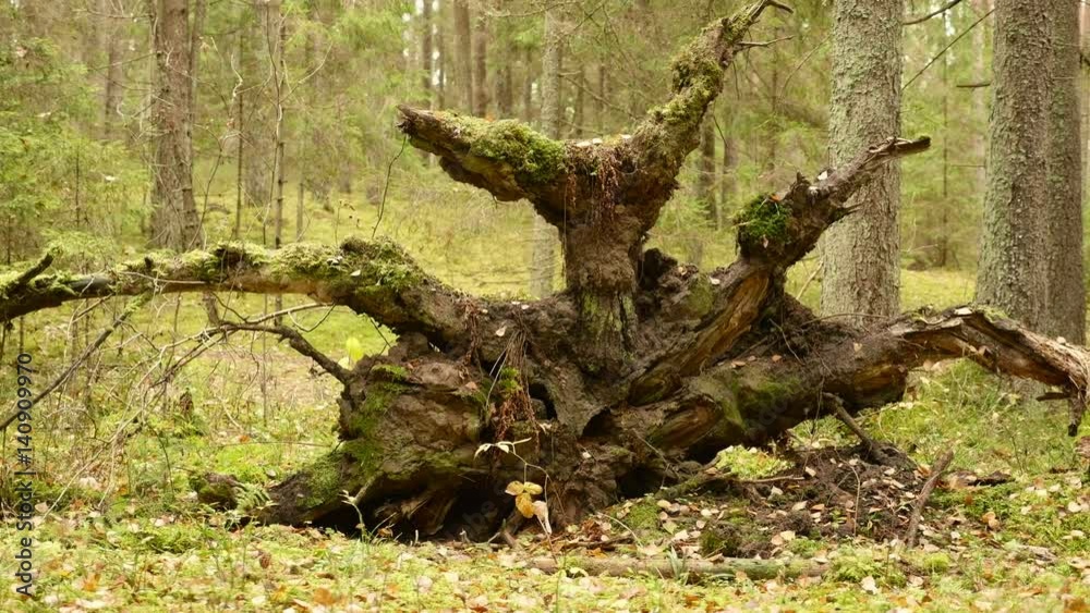 Root of the Broken Tree in the Forest. Autumn daytime. Smooth dolly shot Root of the Broken Tree in the Forest. Autumn daytime. Smooth dolly shot
