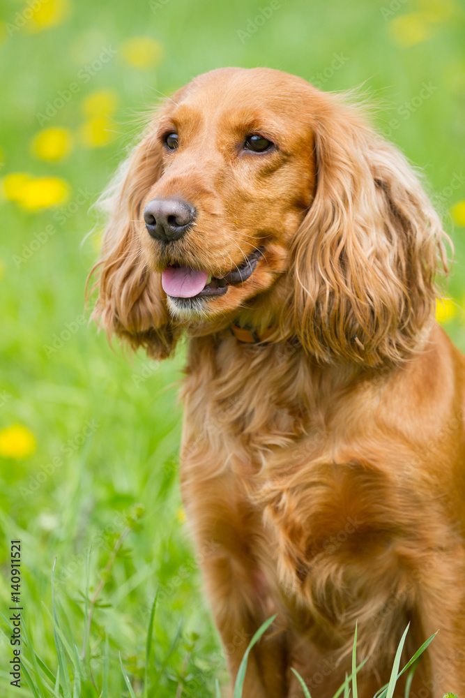 Beautiful cocker spaniel Beautiful cocker spaniel