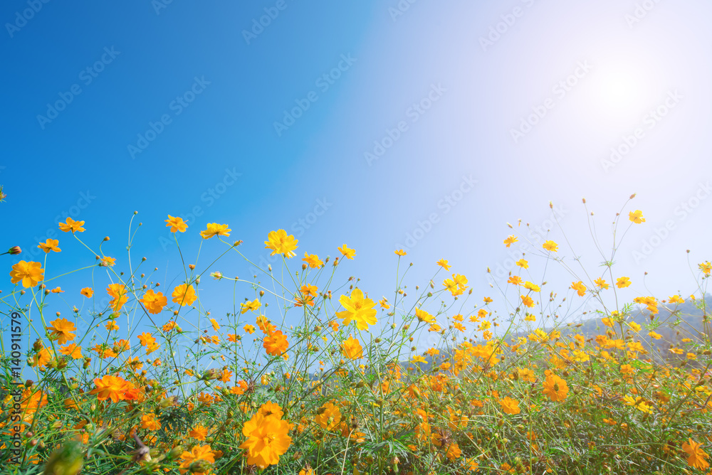 Yellow cosmos flower and blue sky