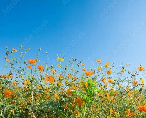 Yellow cosmos flower and blue sky