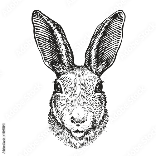 Hand-drawn portrait of rabbit. Easter bunny, sketch. Vector illustration