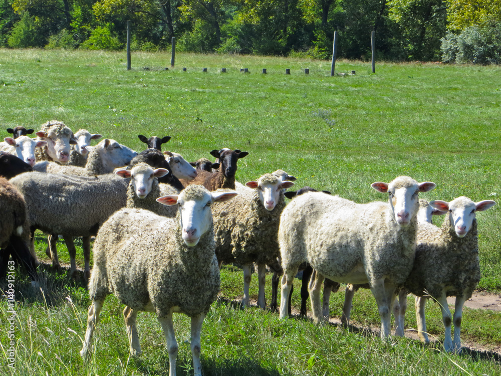 Obraz premium Herd of sheep on a meadow