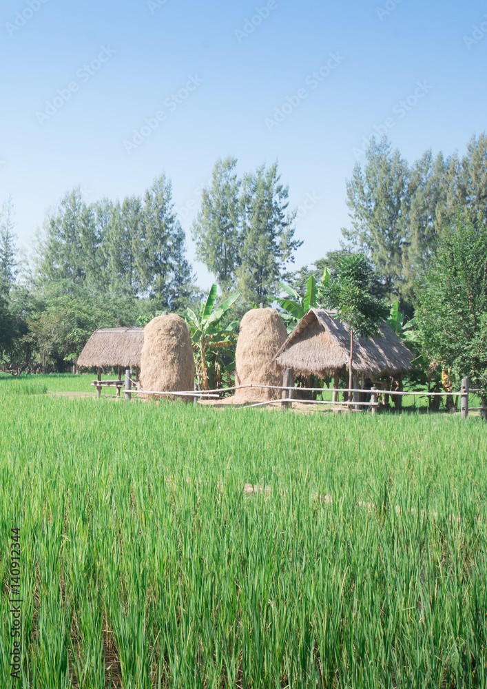 Rice field landscape with small hut in Thailand Rice field landscape with small hut in Thailand