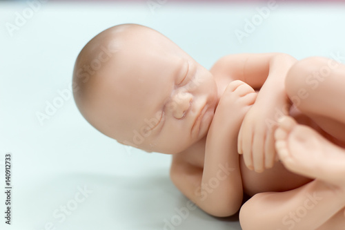 Embryo model, fetus for classroom education. photo