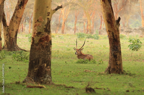 Waterbuck in Crescent Island, Kenya