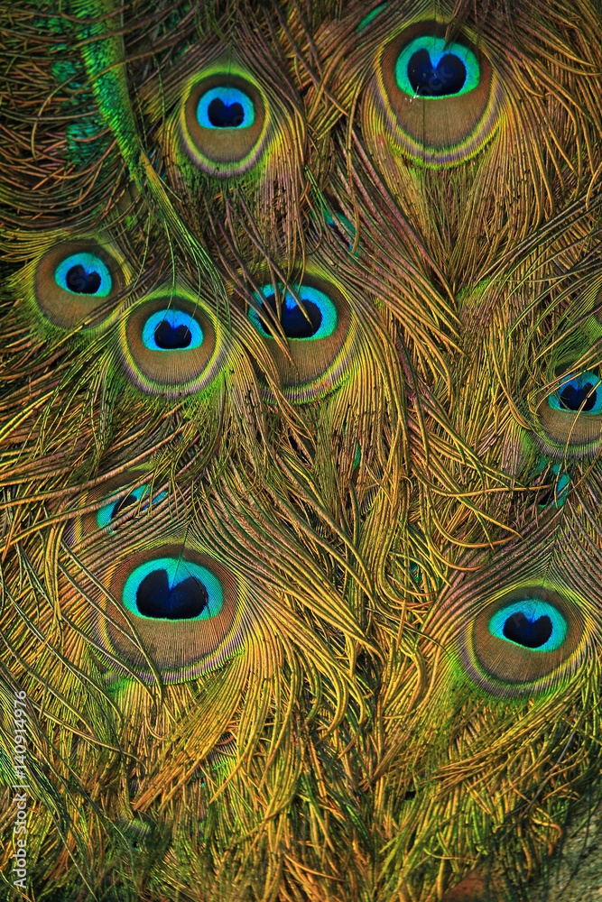 Fototapeta premium Peacock feather as a background