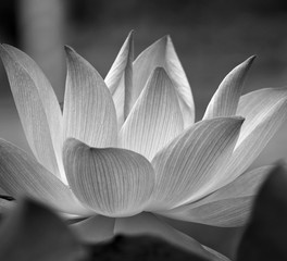 Papier peint photo Fleur de lotus Macro de lotus en pleine floraison  © foto76