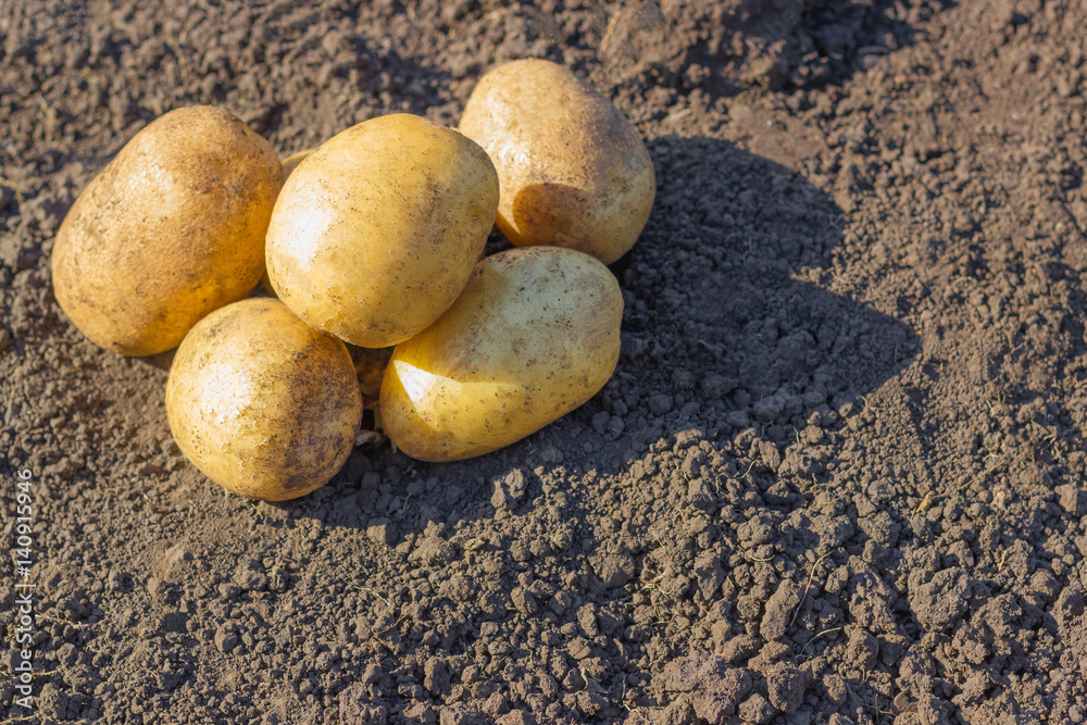 Organic raw golden potatoes against the backdrop of the earth Organic raw golden potatoes against the backdrop of the earth