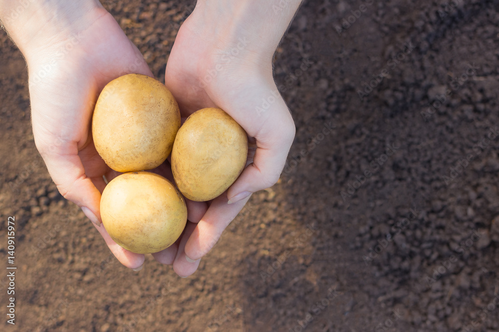 Hands young woman holding fresh potatoes harvest against earth backdrop Hands young woman holding fresh potatoes harvest against earth backdrop
