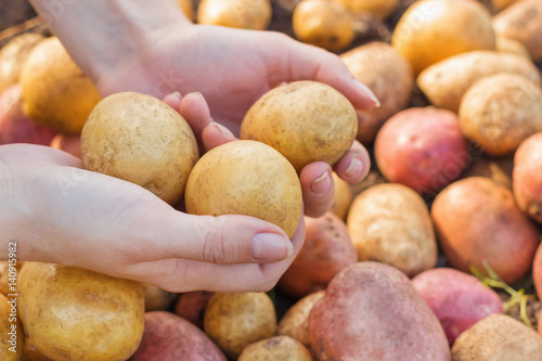 Hands young woman holding fresh potatoes harvest