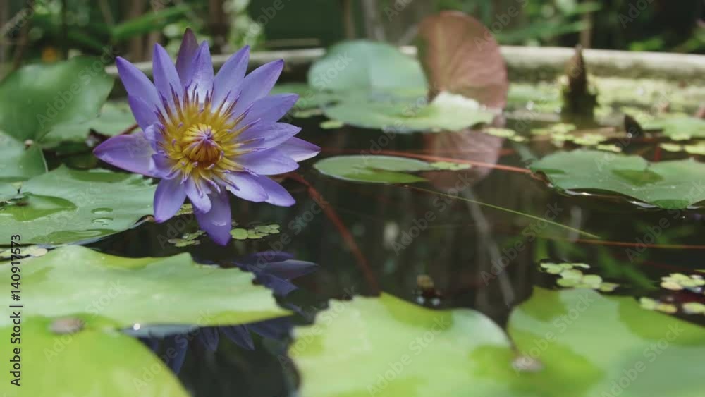 Small water lilies on the water close-up Small water lilies on the water close-up