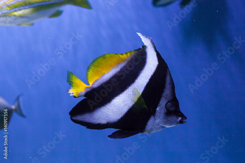 Red sea bannerfish close up