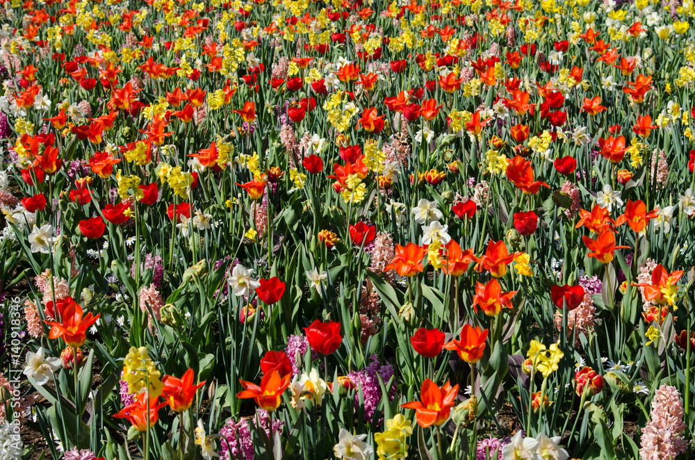 Beautiful spring background, texture of a large number of flowers (meditation, enthusiasm, joy, optimism, harmony, rest - concept)