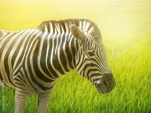 Zebra in the green field