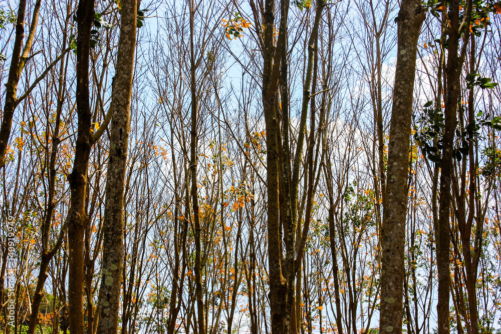 Fototapeta premium forest