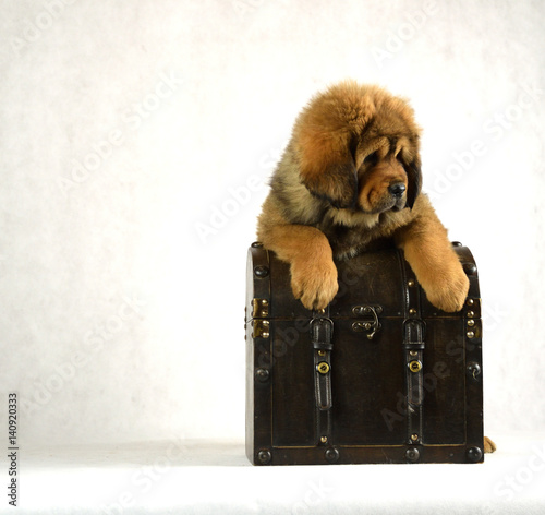 Mastiff na kuferku.