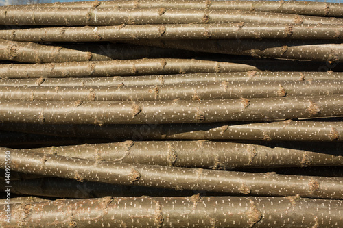 Chopped tree logs ready to be transplanted, detail