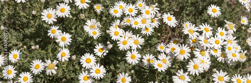 Flowering chamomile growing in summer meadow as background