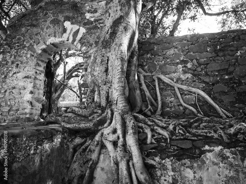 wild Banyan or Ficus tree taking over old ruins, Ethiopia, Africa