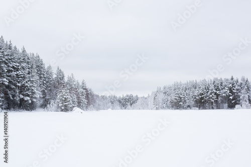 Scandinavian forest 4 © LucasStockPhoto