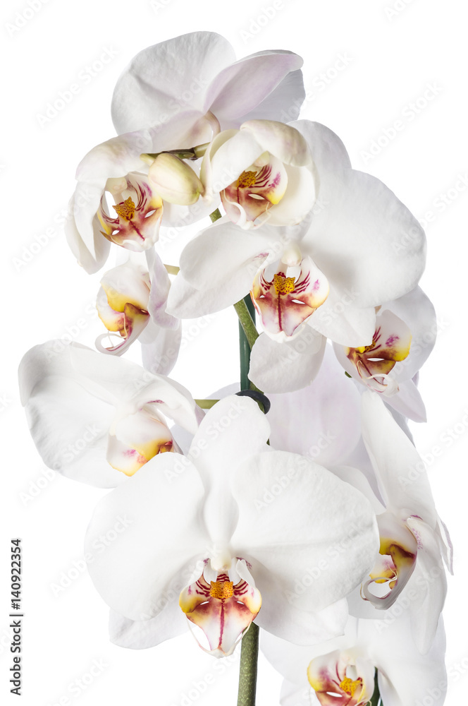 White orchid isolated White orchid isolated