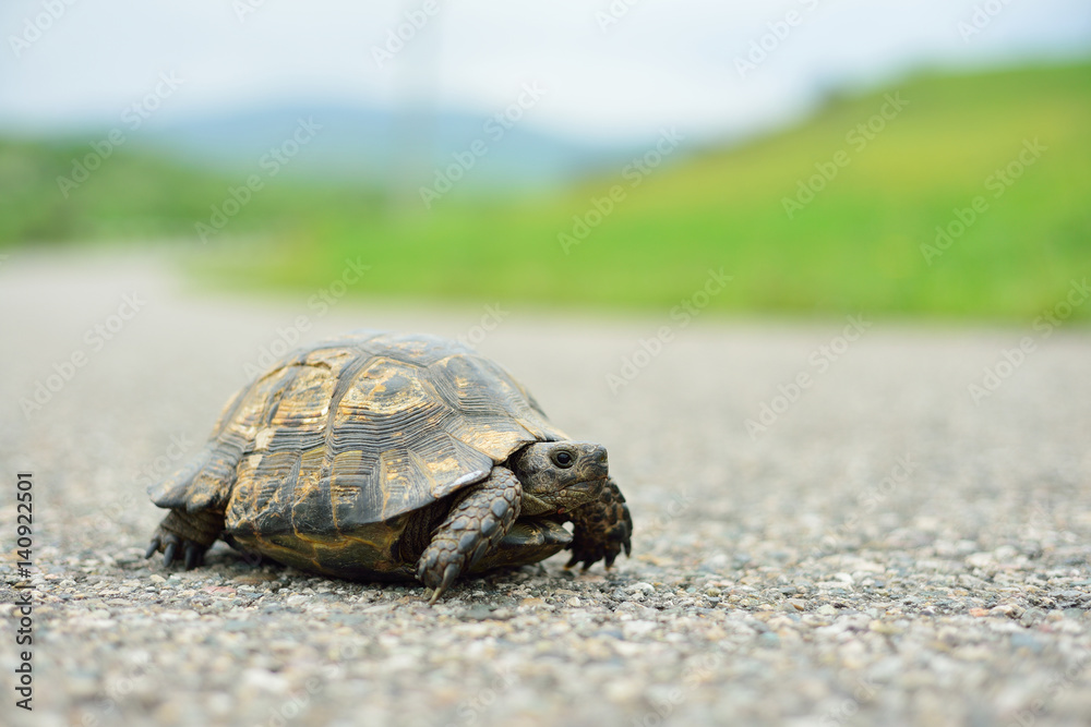 Fototapeta premium Turtle walking on the way