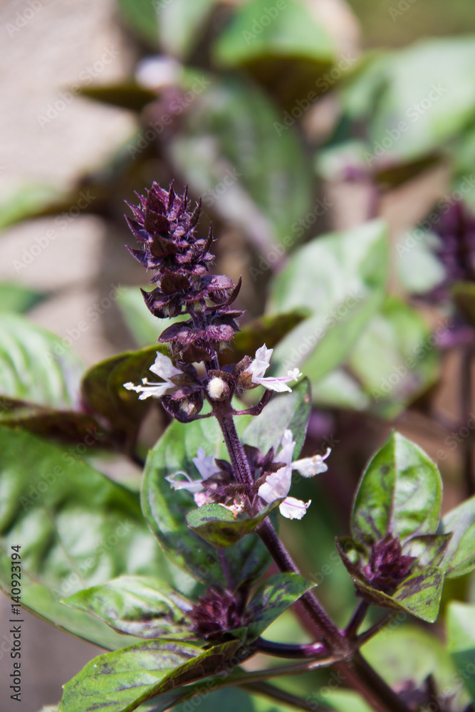blooming bush basil purple in the garden close-up blooming bush basil purple in the garden close-up