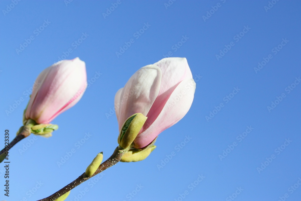 Fototapeta premium magnolia rose,en boutons floraux, en gros plan sur fond ciel bleu 