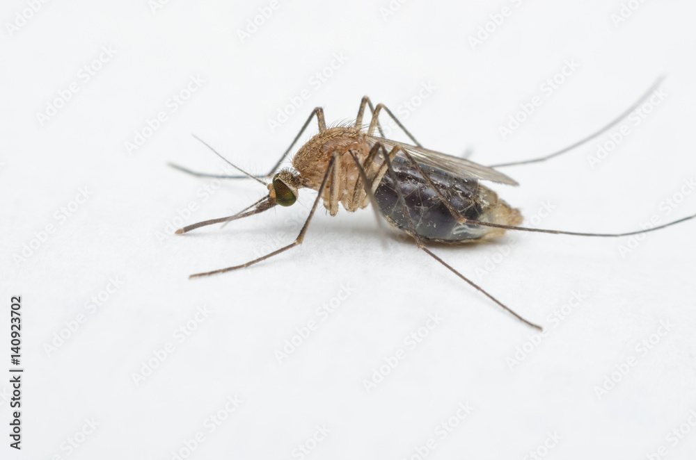 macro close up mosquito on white paper. macro close up mosquito on white paper.