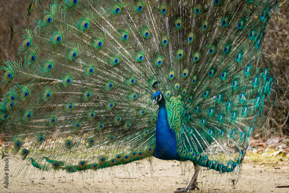 Obraz premium Pfau