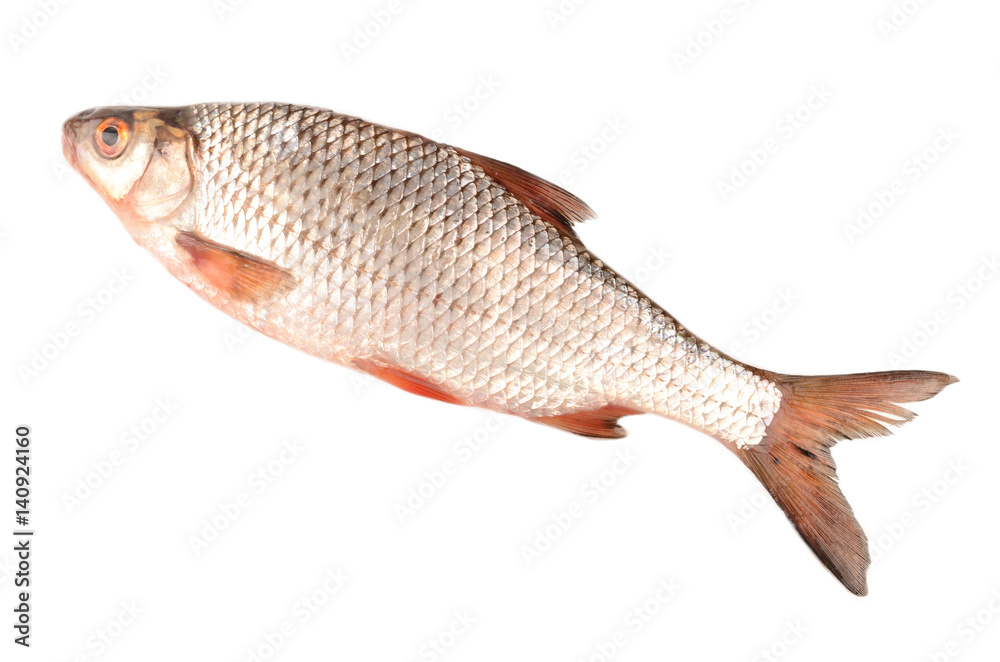 Fototapeta premium rudd