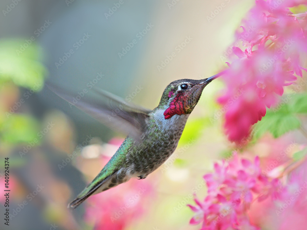 Fototapeta premium Anna Hummingbird feeding on the fly from pink flowers