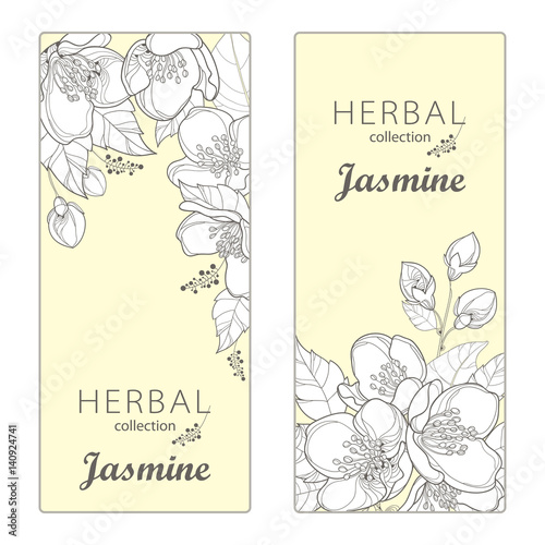 Vector vertical templates with outline Jasmine flowers, bud and leaves on the light yellow background. Floral design for poster, banner, package with bunch of jasmine flower in contour style.