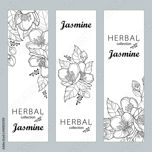 Fotografie, Obraz Vector vertical templates with outline Jasmine flowers, bud and leaves isolated on white background