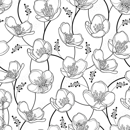 Vector seamless pattern with outline Jasmine flowers in black on the white background. Elegance floral background with jasmin in contour style for spring design and coloring book.