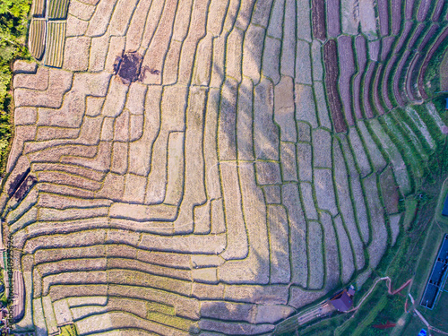 Beautiful landscape view of rice terraces and house, top view © komjomo