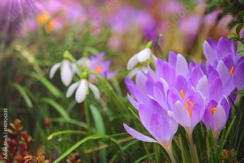 frühlingsstimmung im garten