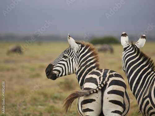 Savanna zebra