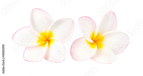 Sweet pink plumeria isolate on white blackground
