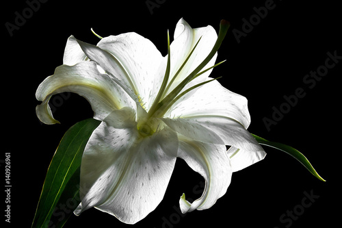 White lily on a black background