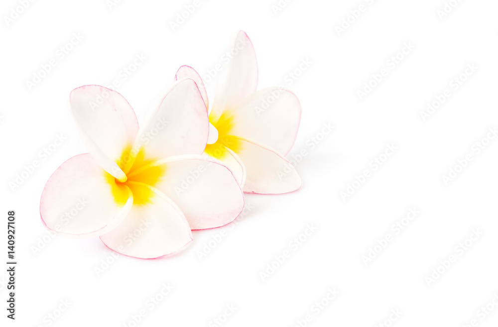 Naklejka premium Sweet pink plumeria on white blackground