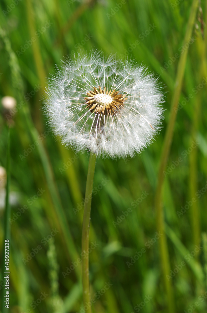 Closeup. Blooming dandelion seeds. Lush summer vegetation. Closeup. Blooming dandelion seeds. Lush summer vegetation.